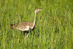 Lissotis melanogaster