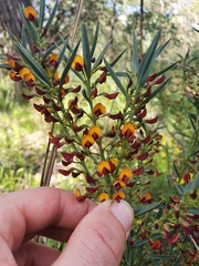 Daviesia nudiflora