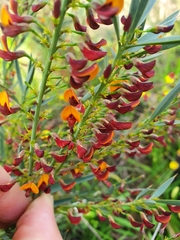 Daviesia nudiflora