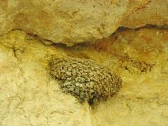 Ptyonoprogne rupestris