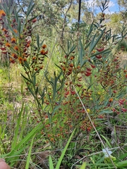 Daviesia nudiflora
