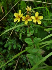 Hypericum richeri