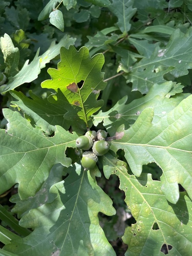 Liaoning Oak (Quercus wutaishanica) · iNaturalist