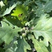 Quercus wutaishanica - Photo (c) Jane Charlen, algunos derechos reservados (CC BY-NC), subido por Jane Charlen