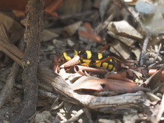 Neoclytus resplendens