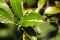 Phyllonorycter leucographella