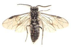 Empria basalis