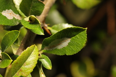 Phyllonorycter leucographella