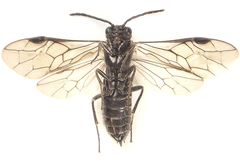 Empria basalis