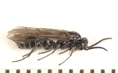Empria basalis