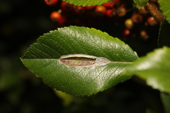 Phyllonorycter leucographella
