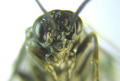 Empria basalis
