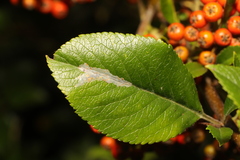 Phyllonorycter leucographella