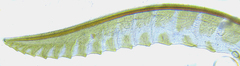 Empria basalis