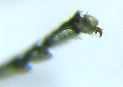 Empria basalis