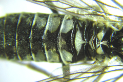 Empria basalis