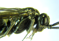 Empria basalis