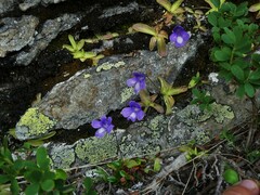 Pinguicula leptoceras
