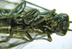 Empria basalis