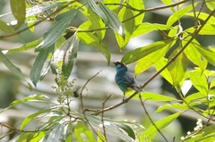 Chalcothraupis ruficervix