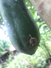 Macrochlamys hippocastaneum