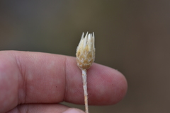 Xeranthemum cylindraceum