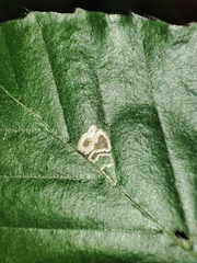 Stigmella tityrella