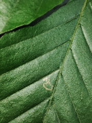 Stigmella tityrella