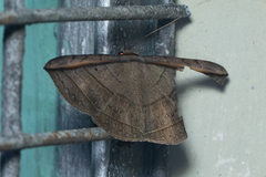 Entomogramma fautrix