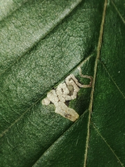 Stigmella tityrella