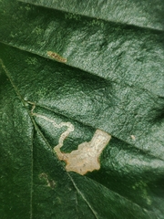 Stigmella tityrella