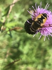 Eristalis horticola
