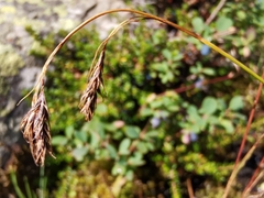 Carex frigida