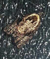 Asthenoptycha hemicryptana
