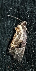 Asthenoptycha hemicryptana