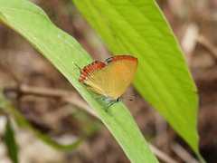 Heliophorus epicles
