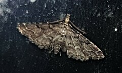 Sufetula hemiophthalma
