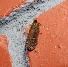 Cryptaspasma