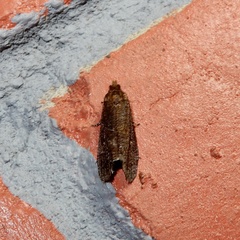 Cryptaspasma