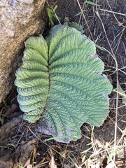 Streptocarpus dunnii