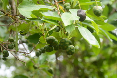 Morinda coreia