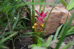 Curcuma angustifolia