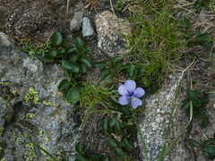 Viola nummulariifolia