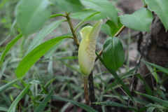 Pseudodracontium harmandii