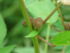 Corchorus capsularis