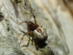 Theridion theridioides