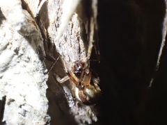 Theridion theridioides