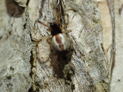 Theridion theridioides