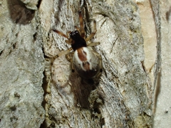 Theridion theridioides