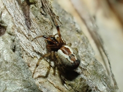 Theridion theridioides